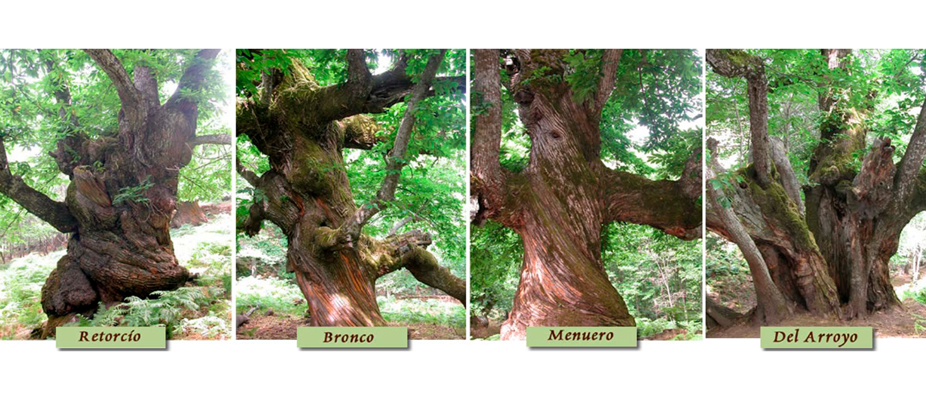 cuatro tipos de arboles milenario con troncos retorcidos, bronco, menuero, y del arroyo